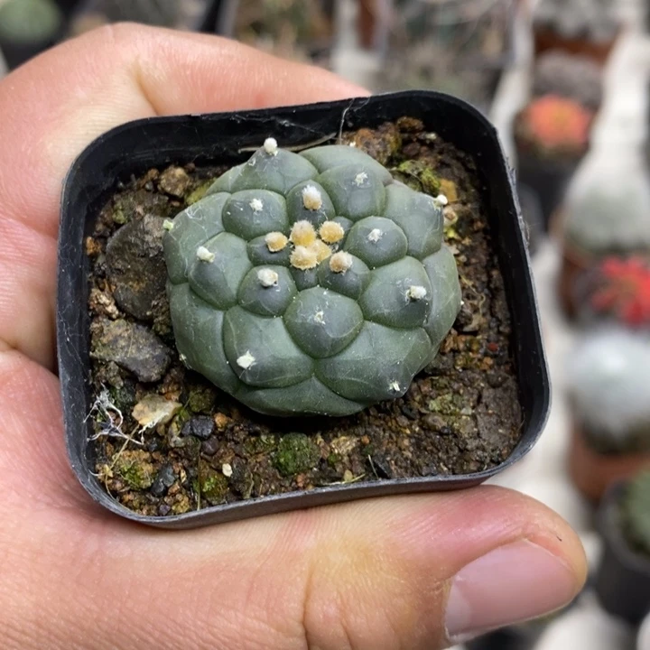 实生龟甲兜特价福利