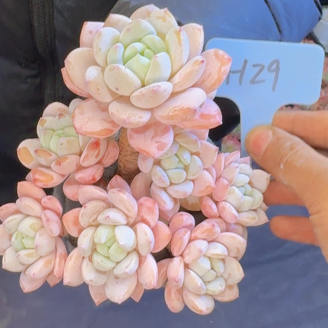 品***圆多肉植物的生长发育和生长发育