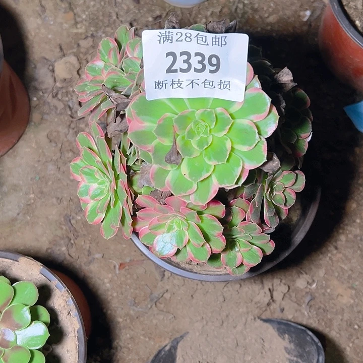 紫***语2339安娜多肉植物保护