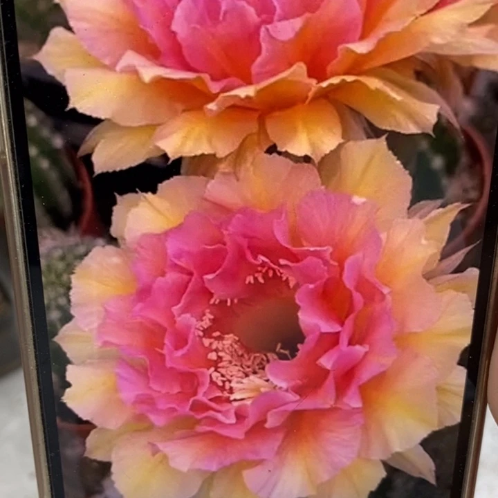 彩草42号有气根侧芽4.5公分左右