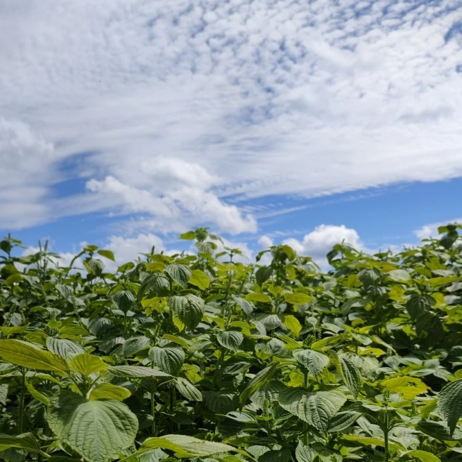 苏子酥  易碎品  3盒 共500g