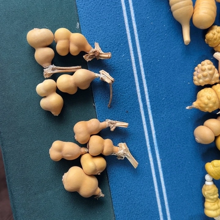 芝****葫芦娃戏弄来看看哈哈