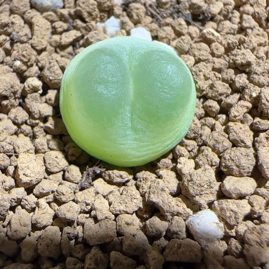 肉锥多肉植物组合-日式拉登1385
