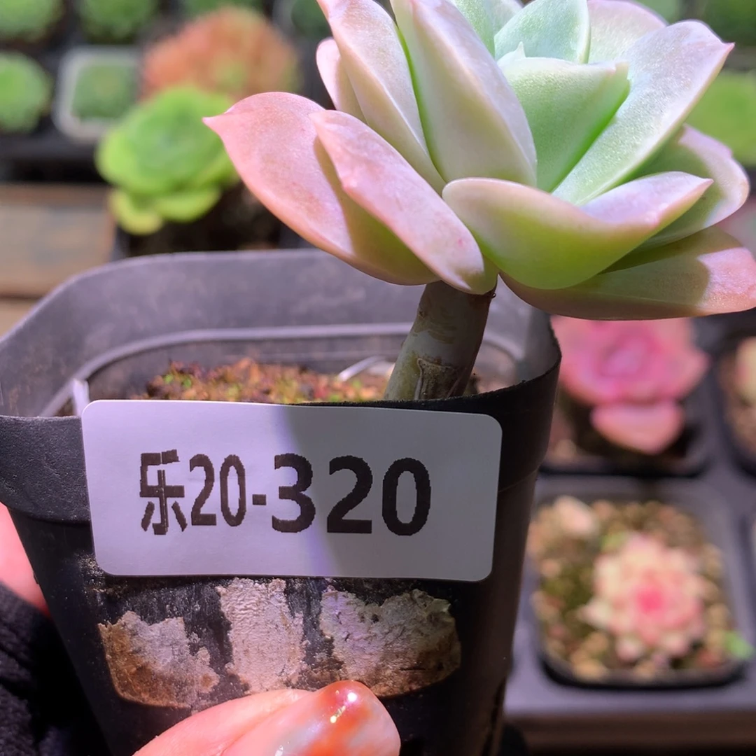 乐然20-320 可爱玫瑰