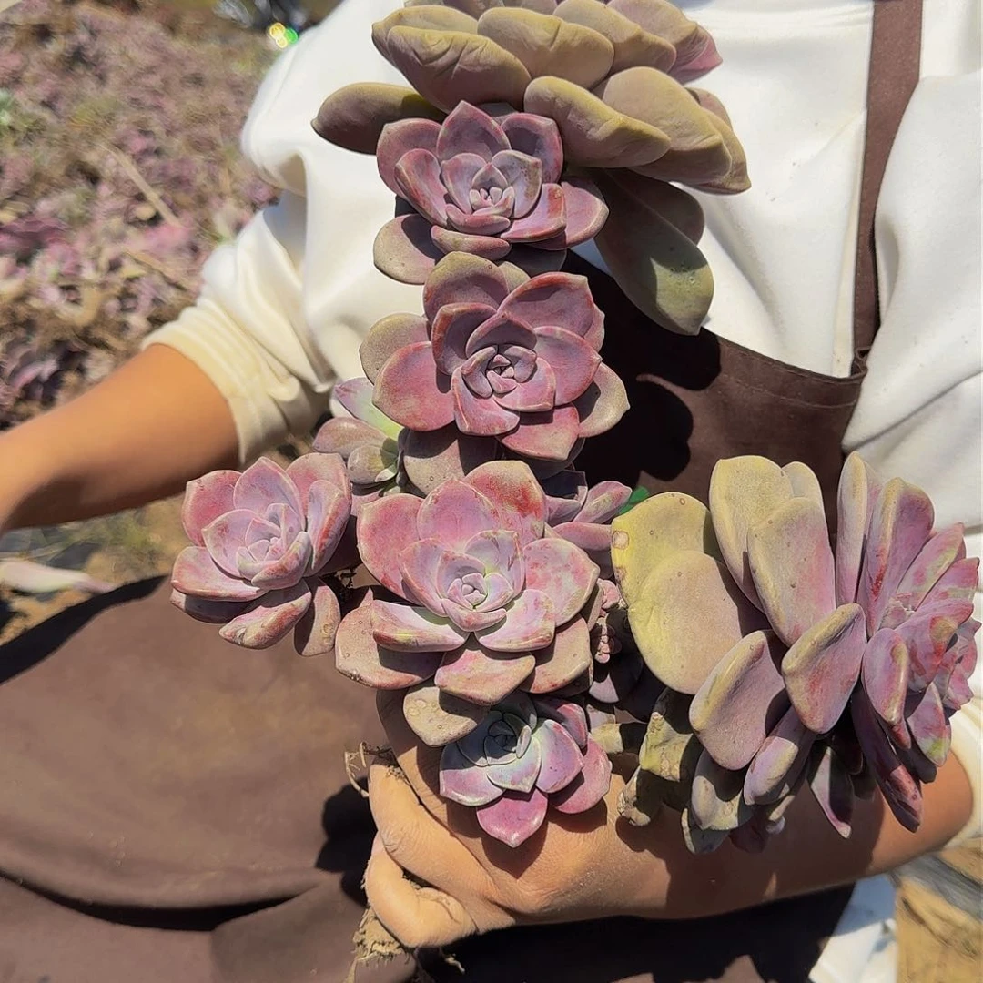 紫乐 一颗 不包损9.9