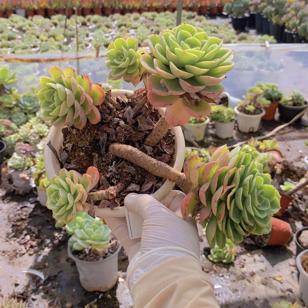 219哈密瓜老桩一物一拍