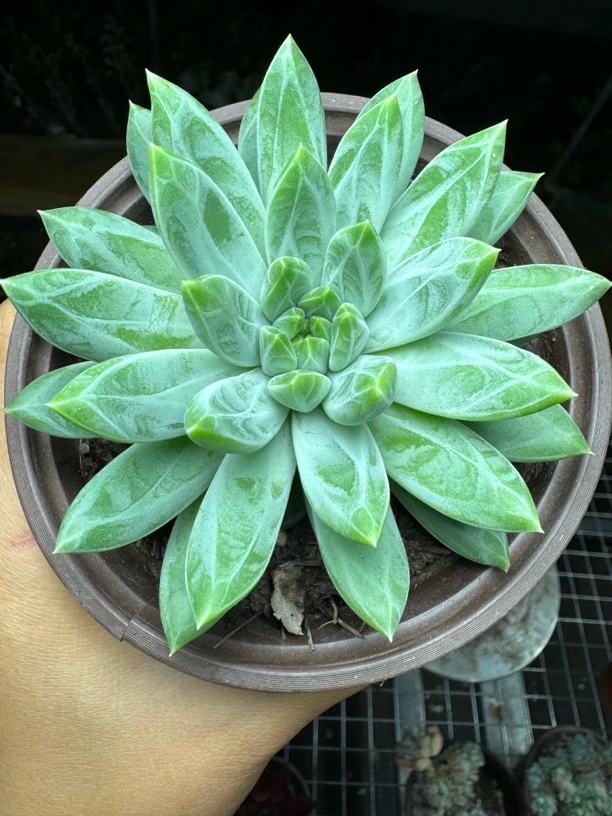 双头甲骨文 以直播为主满15包邮不满到付