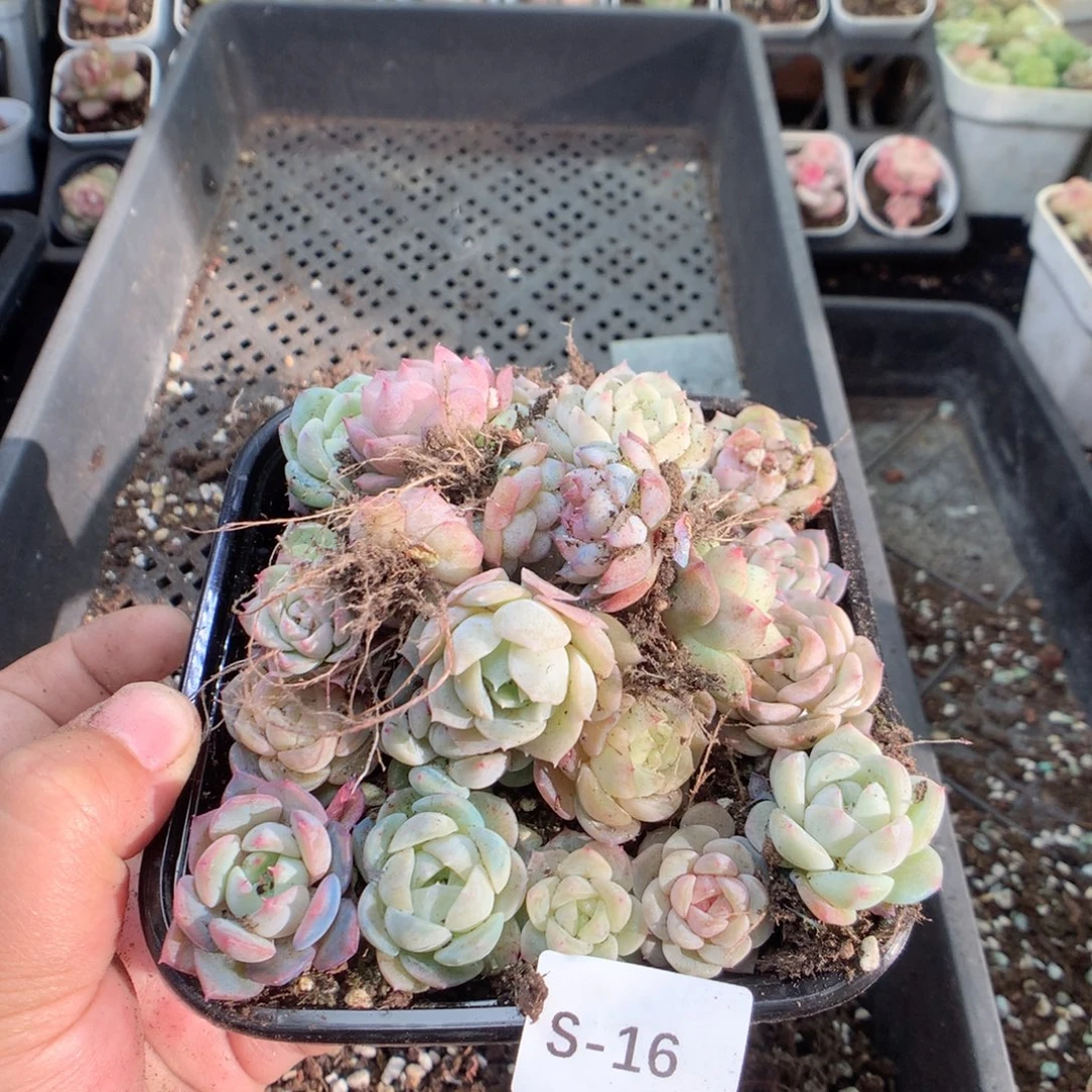 无花朵S16月英语英语