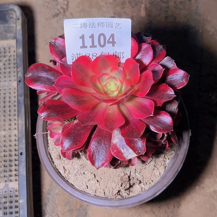 1104美杜莎多肉植物老桩