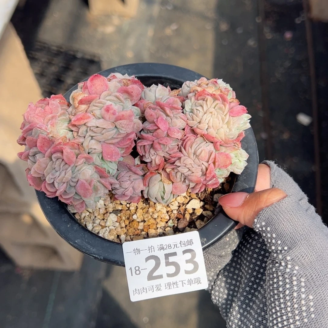 《****》贝瑞缀化多肉单头多肉