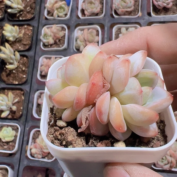 星星珍妮精品多肉植物