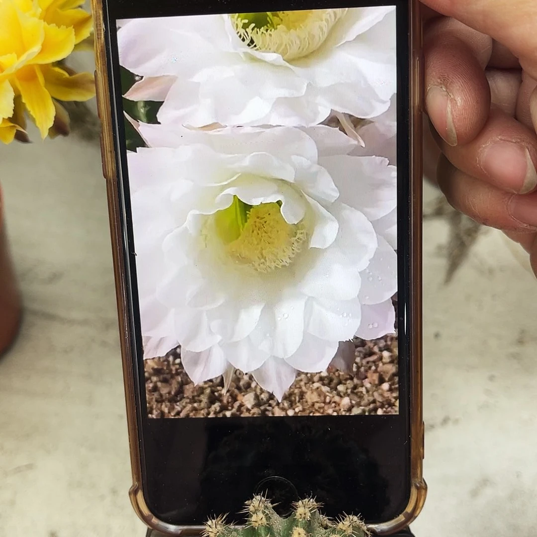 彩草纯白测芽5公分左右