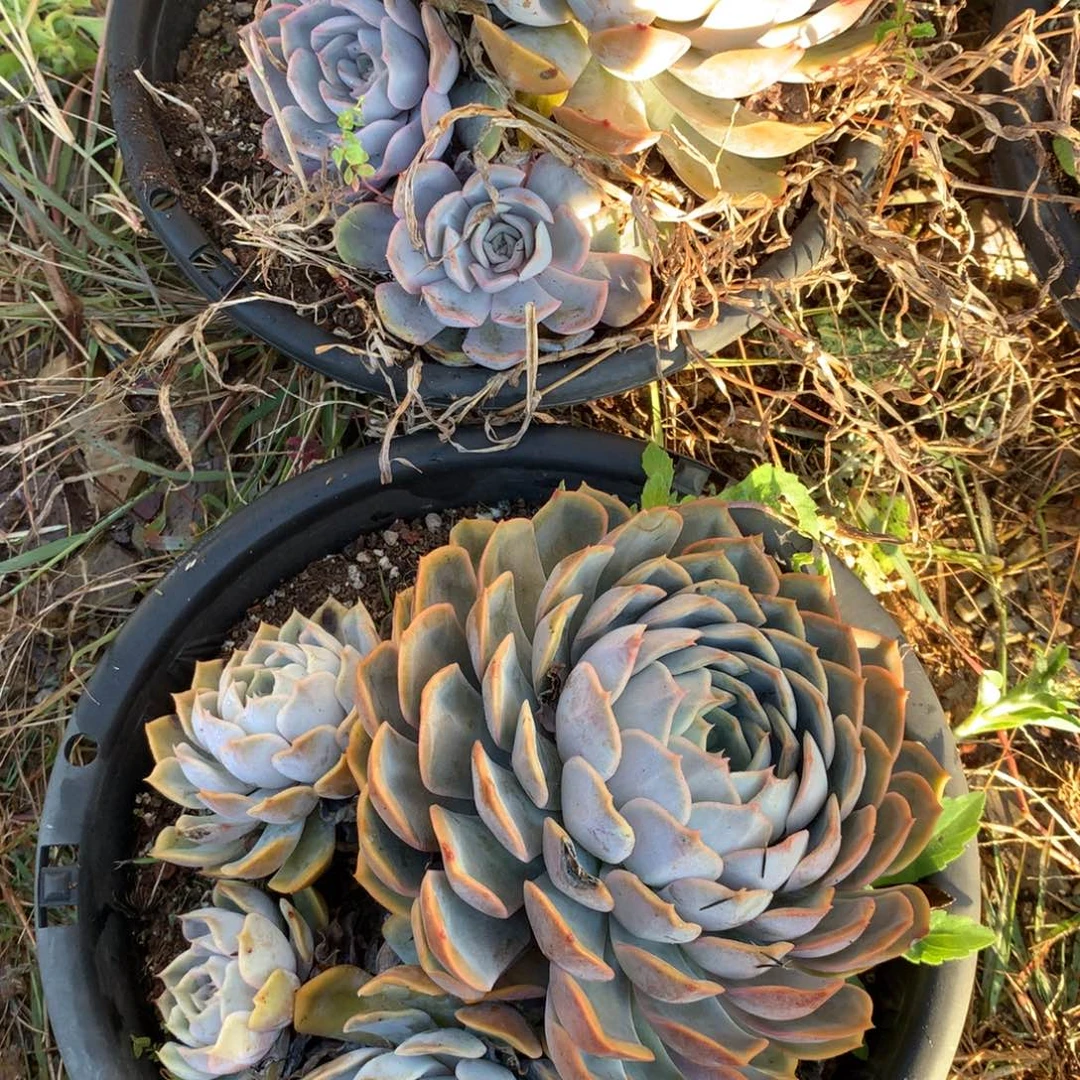 嘉****两非欧娜多肉植物