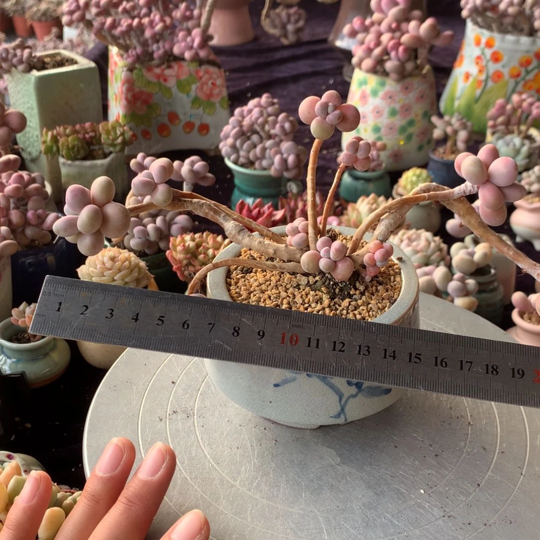 娘*90号不带盆偏远的不包邮的