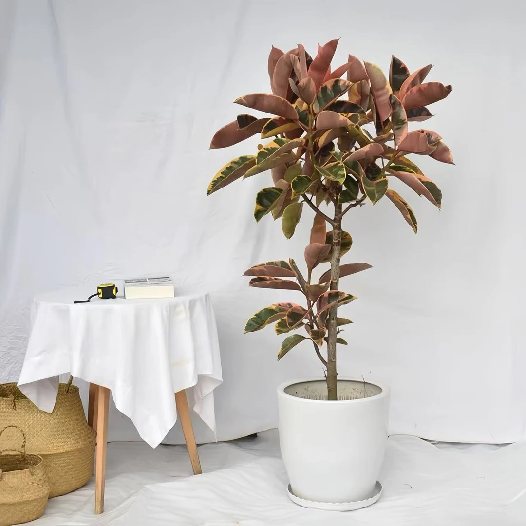 花叶橡皮树阳台室内客厅北欧绿植盆栽耐晒观赏观叶