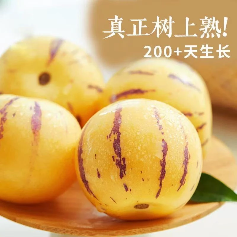 云南石林人参果新鲜水果树上熟圆肉黄果新鲜多汁清甜应季水果