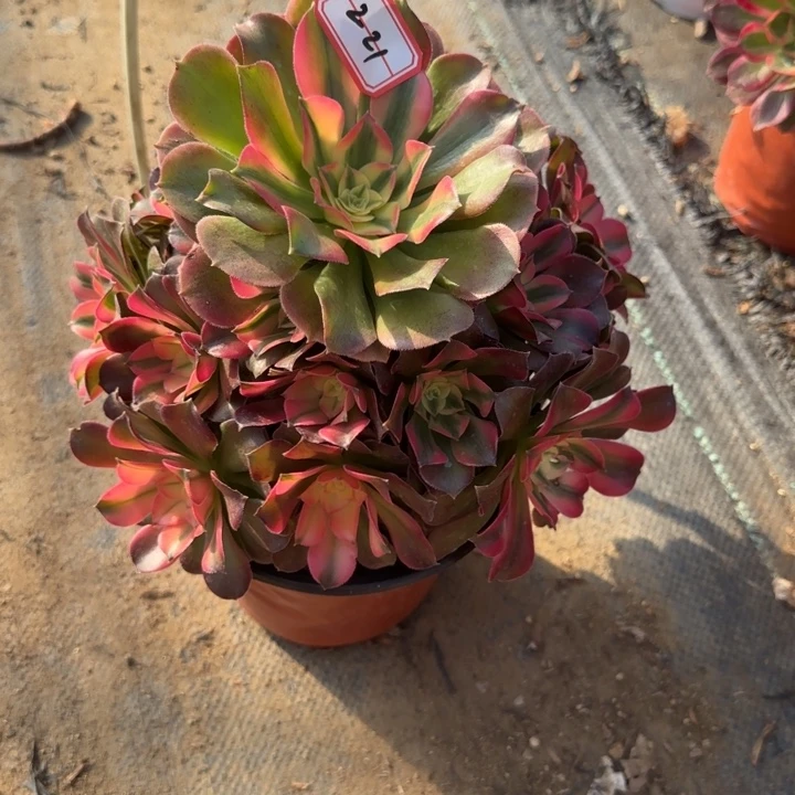 2-21香妃多肉不包售后