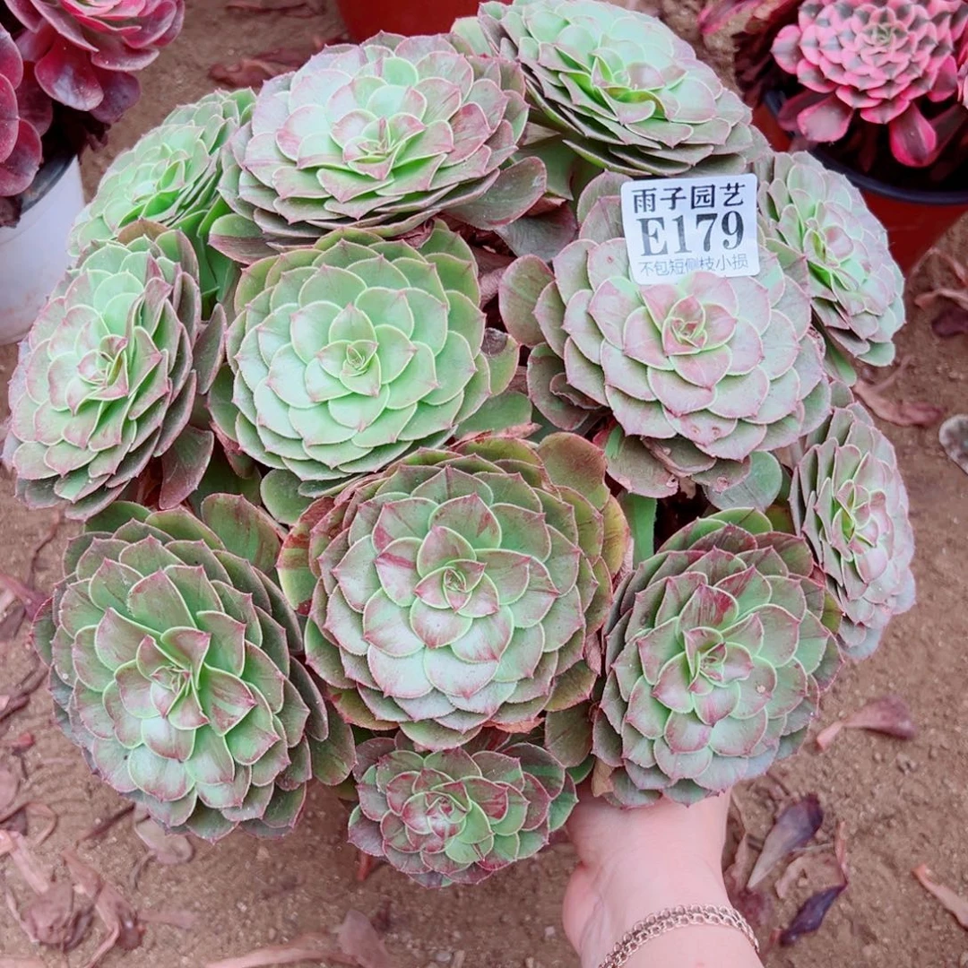 179花夜叶尺寸35左右