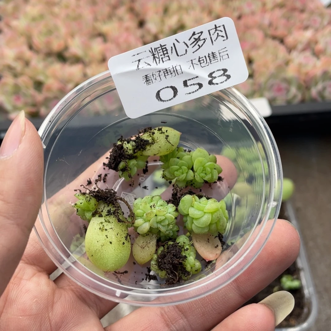 云糖心多肉植物58