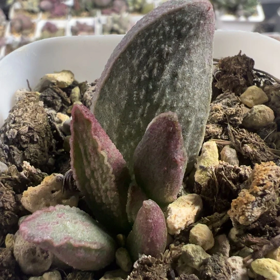 粉红小猪大苗多肉植物水泡