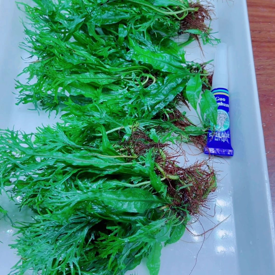 美小呆特价套餐一份