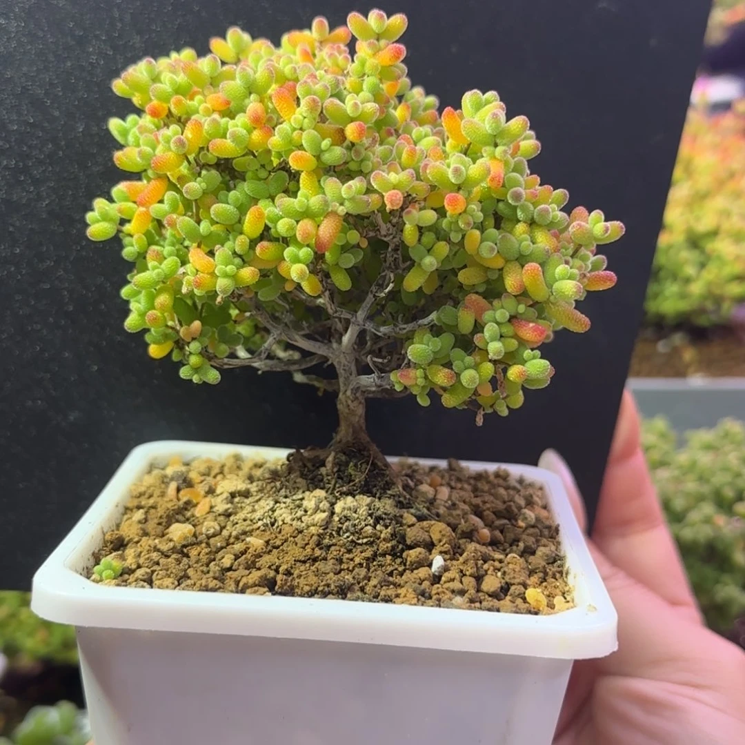 dy1267精控金桔造型桩