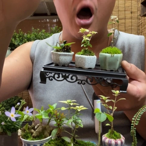 红陶长托拇指泡盆器型不选随缘套餐