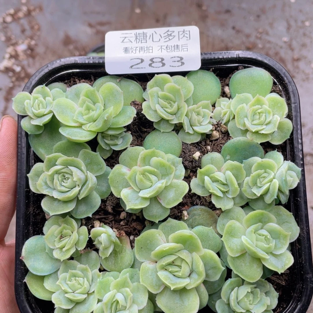 云糖心多肉植物283
