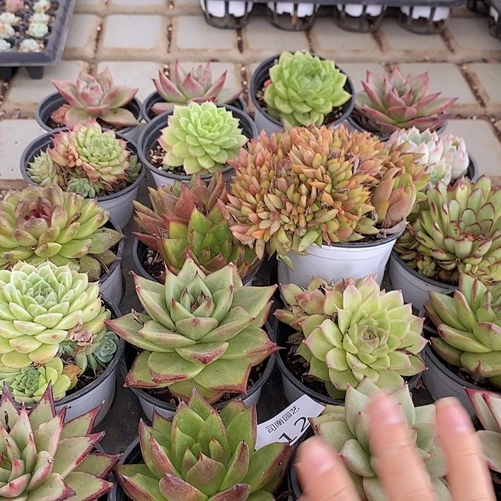 12 多肉植物盆栽花卉植物