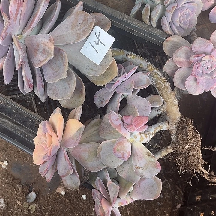 吴***畫紫乐景14号多肉植物