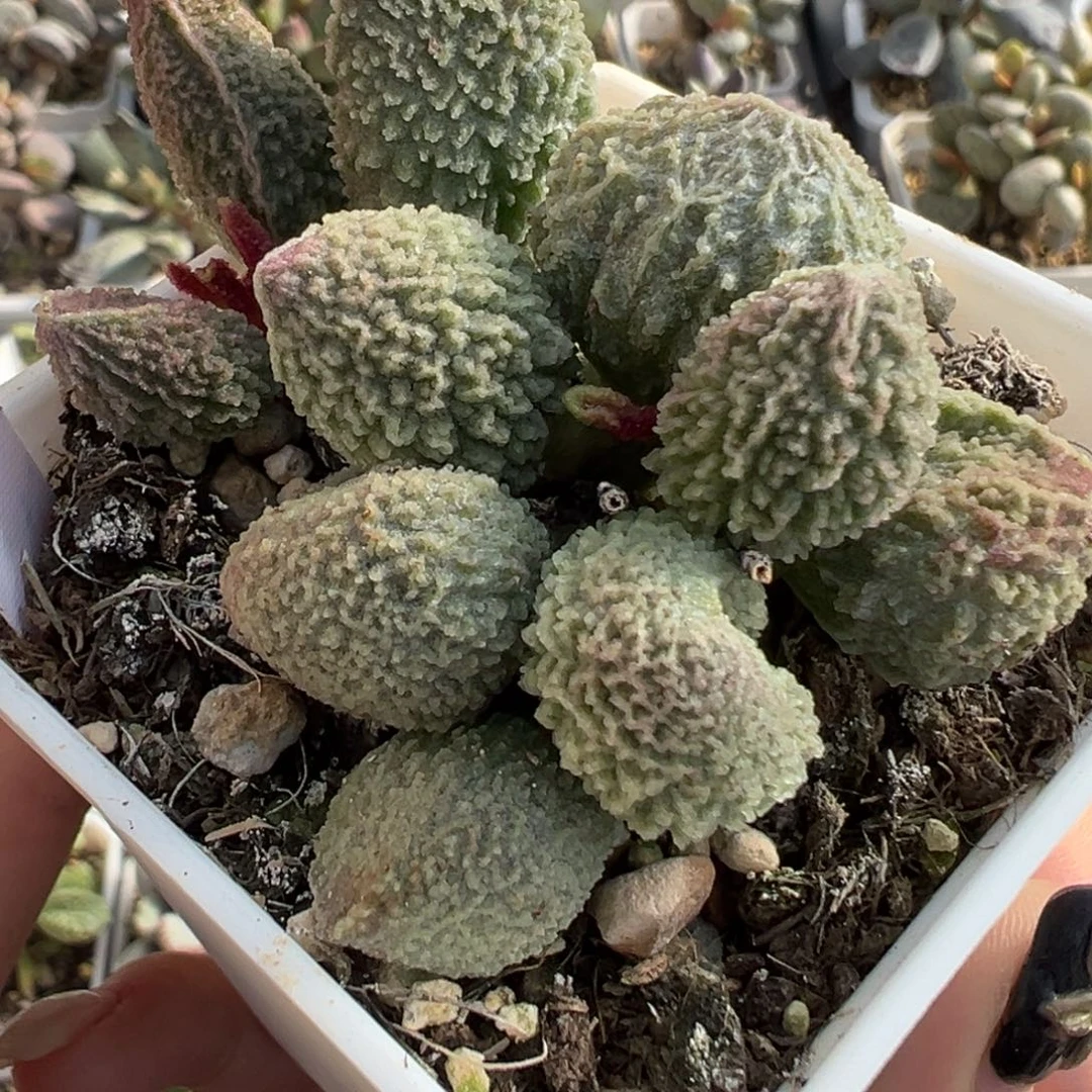 胖五老桩多头多肉植物28