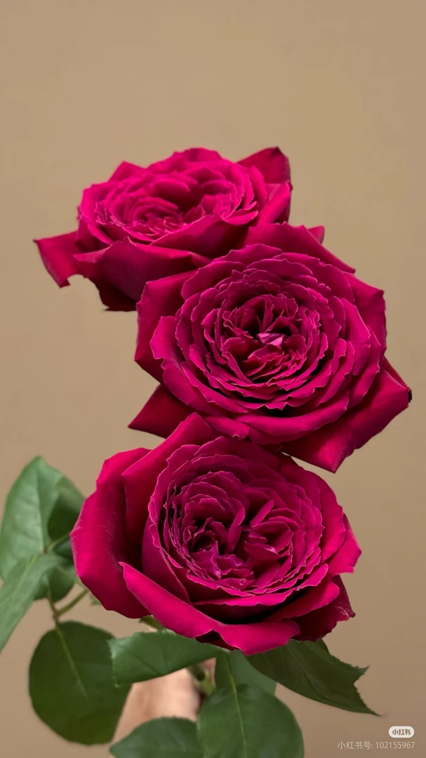 恩钿夫人玫瑰 两单包邮一单或低温不拍保温冻坏不售后