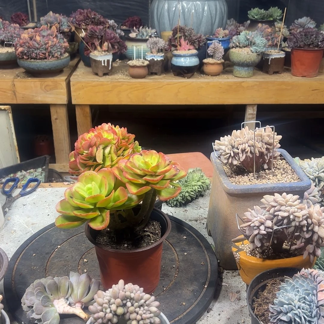 y***g多肉植物实物直播实物148
