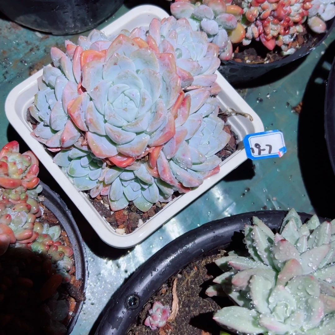 P***6精品多肉植物老桩