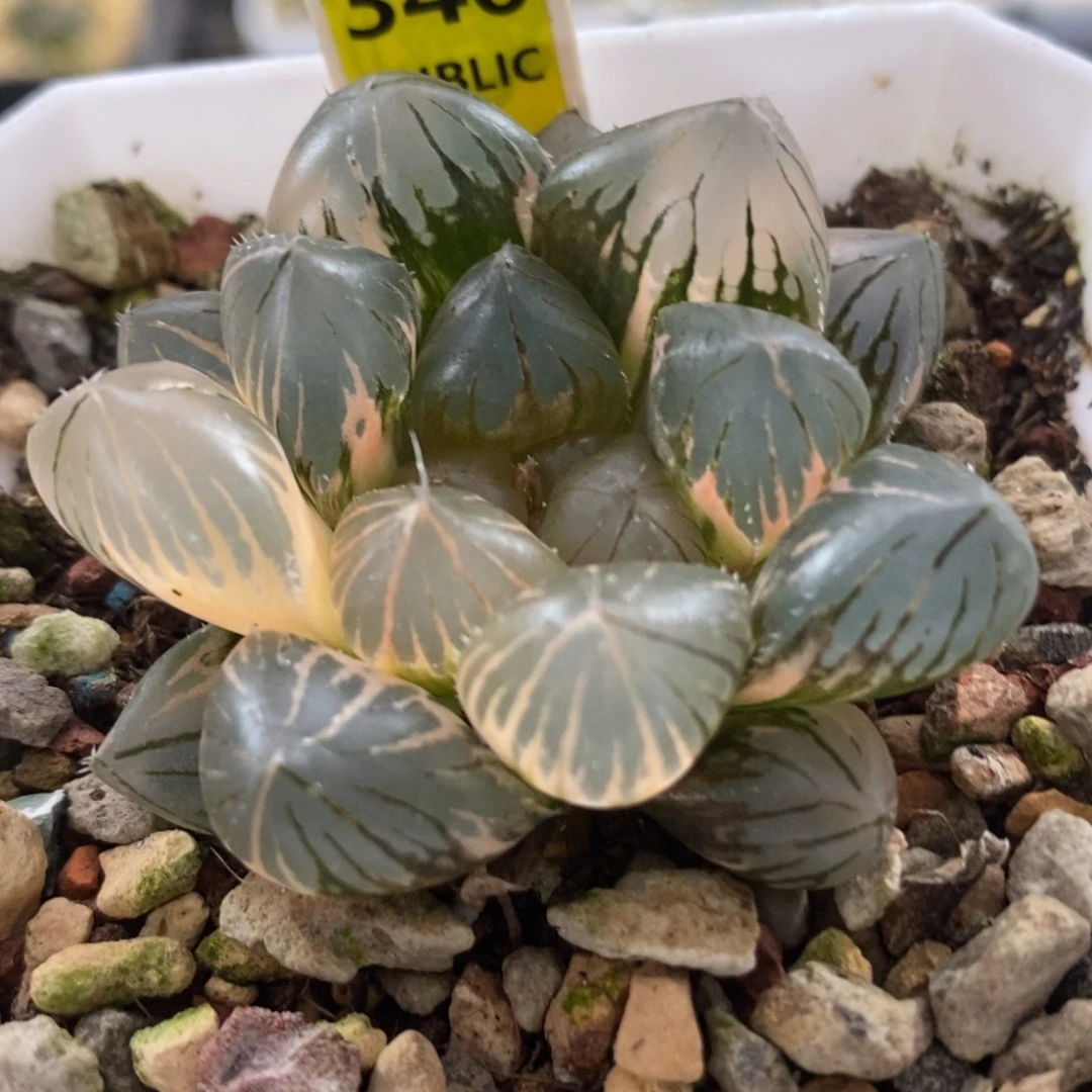 346om玉露锦一物一拍