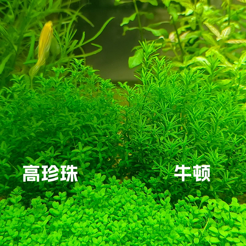 【福利水草·牛顿/高珍珠】坨草鱼缸水草造景中后景