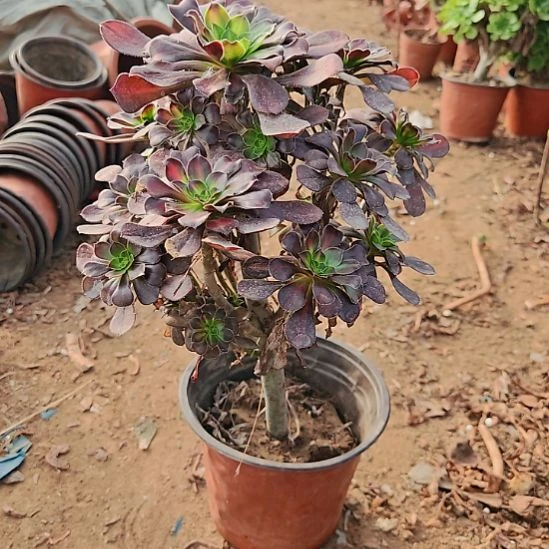 木***易晚霞加急发货法师6