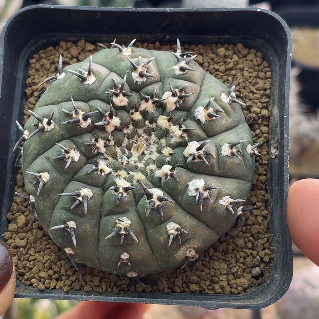 璇棱金毛短豪刺黑刺凤头仙人球