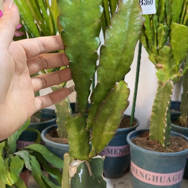 当前无花栽培后可以开花392