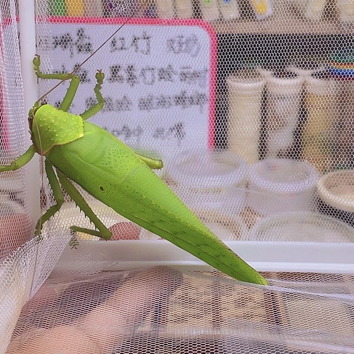 大***程巨拟1啊啊啊啊啊啊啊啊