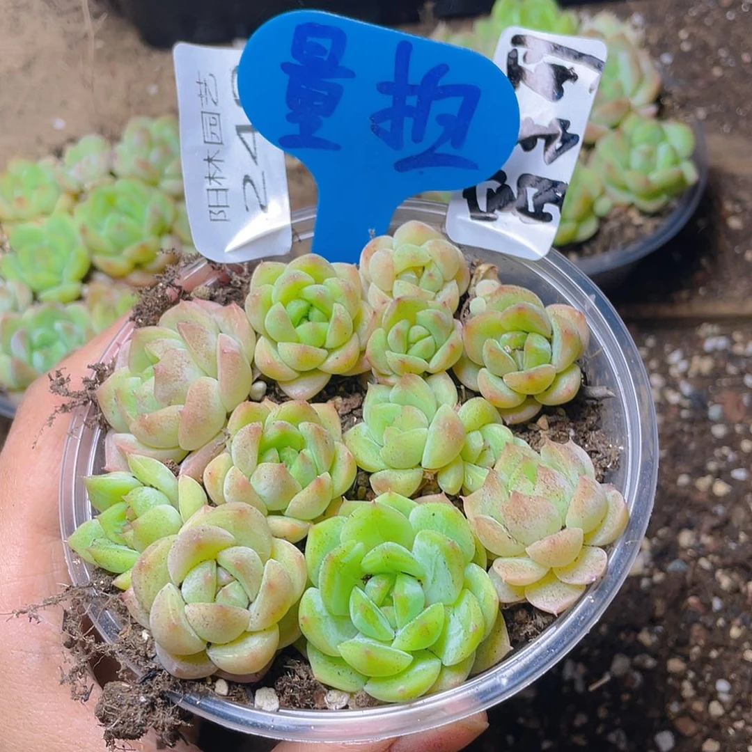 量拍多肉植物多肉植物249