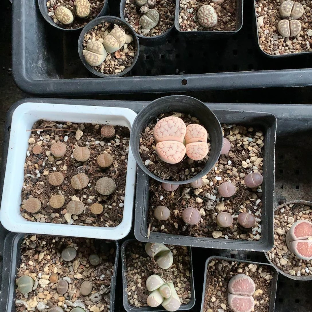 肖*子K381多肉植物
