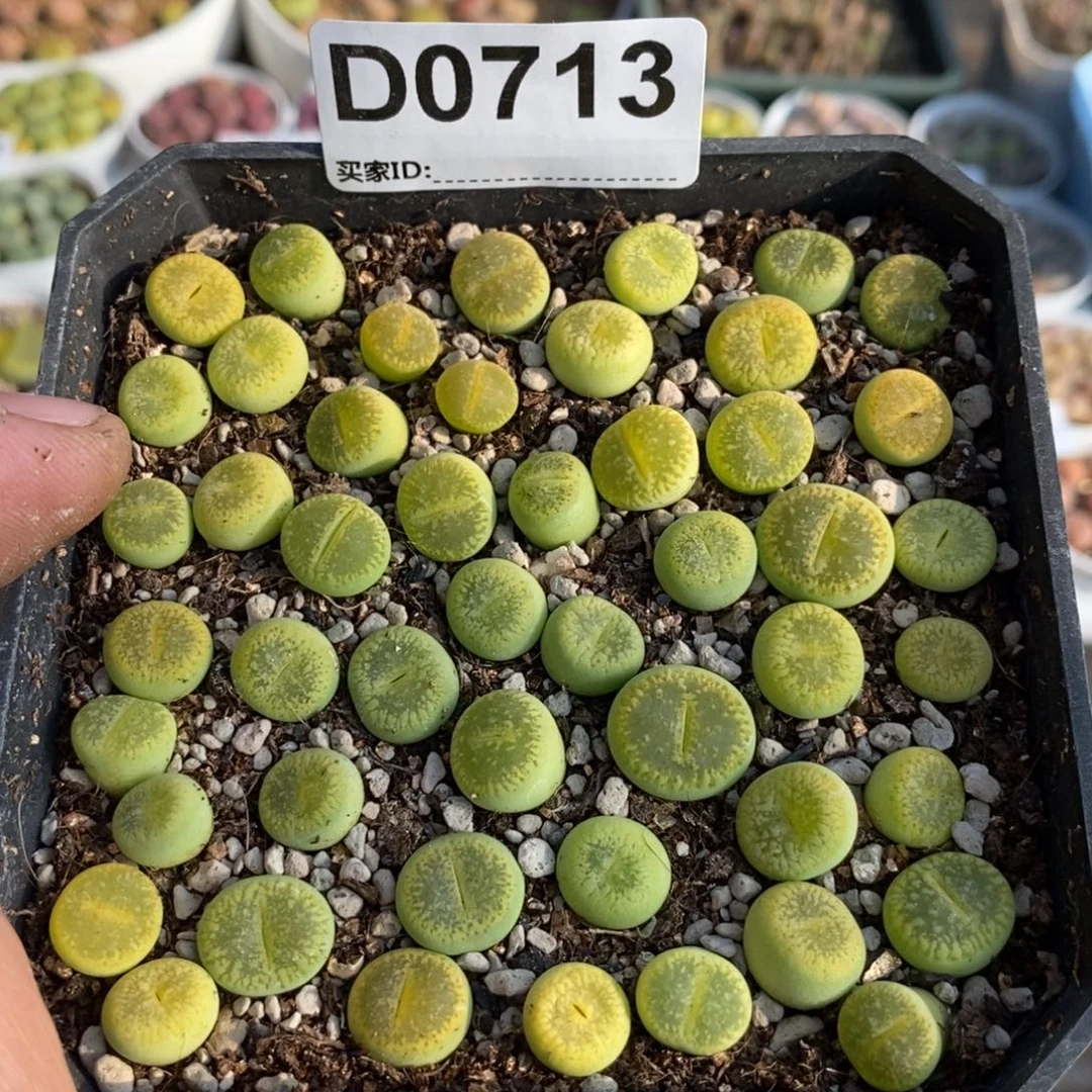 0713 50来个绿光阳 带盆发比较小