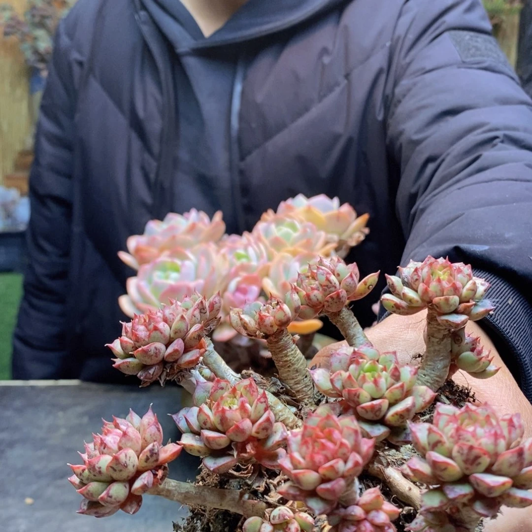 龚*D231 号血燕多肉