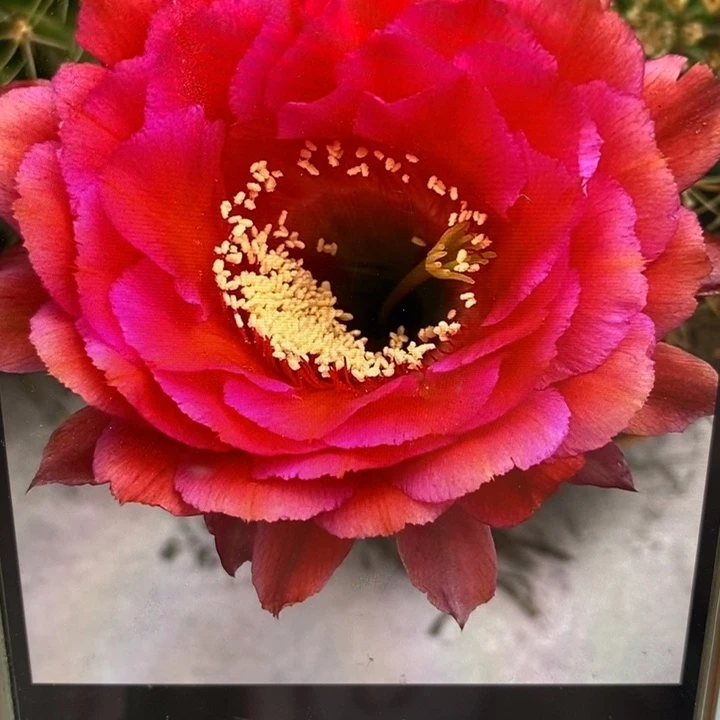 彩草81号带根5公分左右