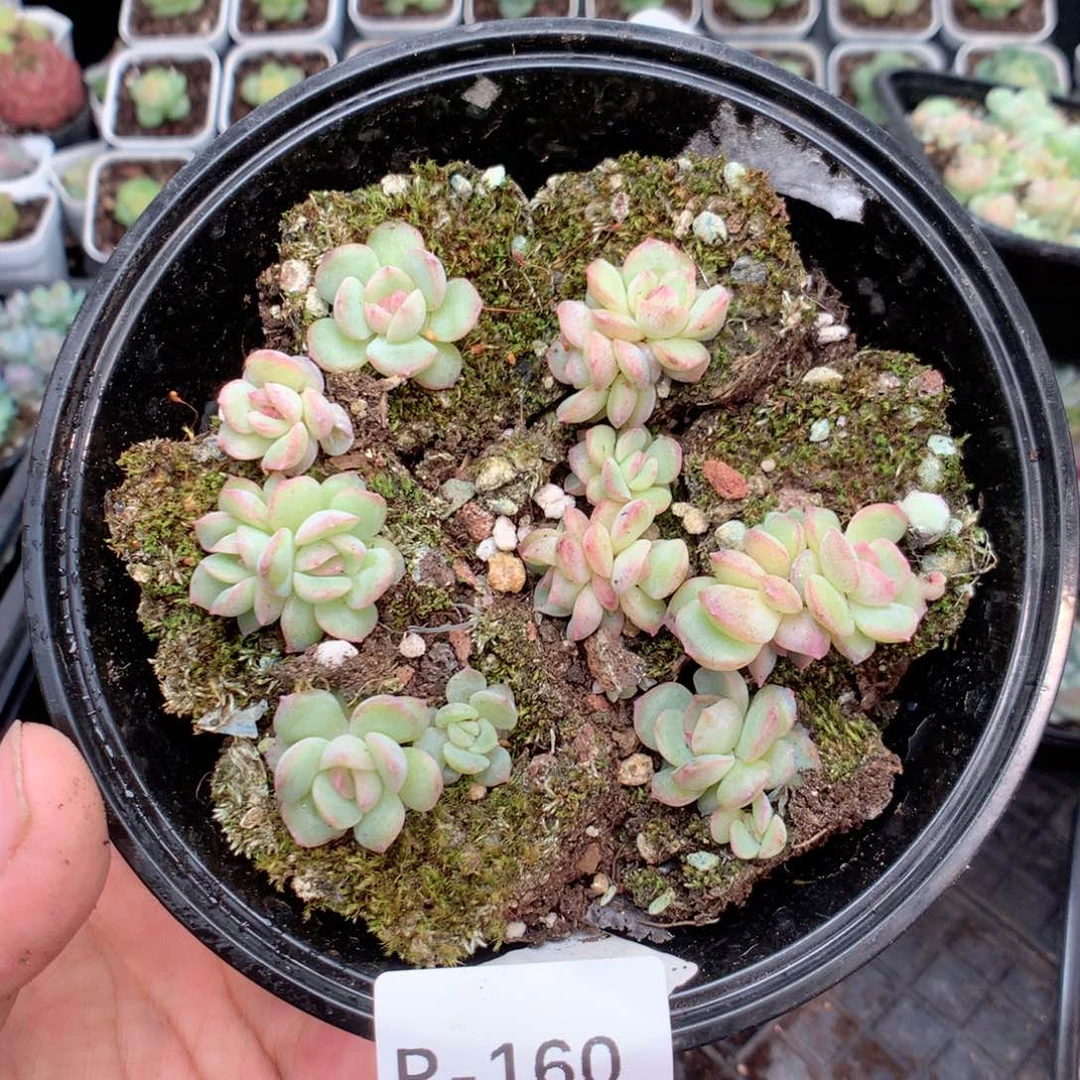 无花朵R160英语英语