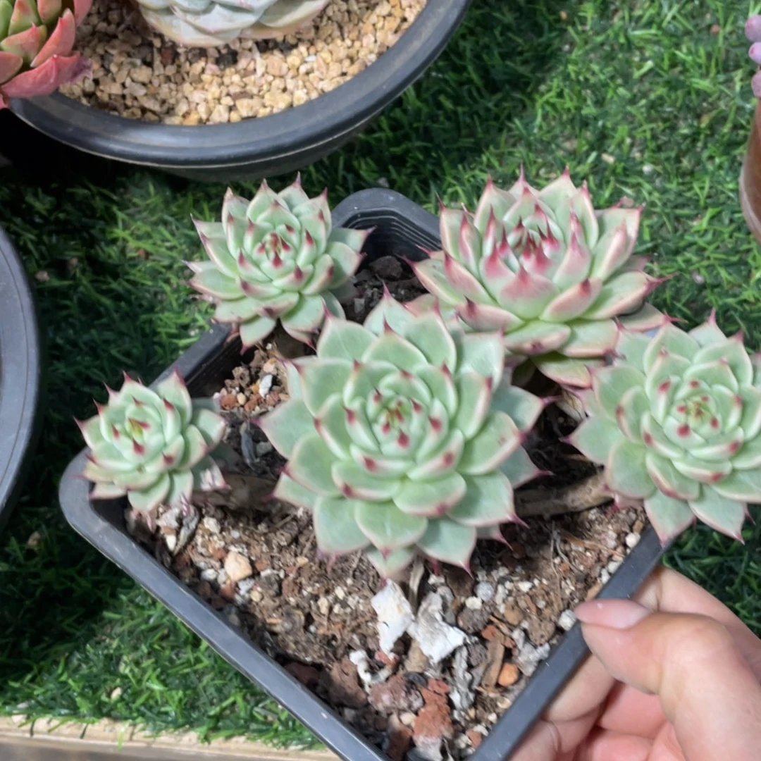 托斯卡冠幅16 公分一物一拍