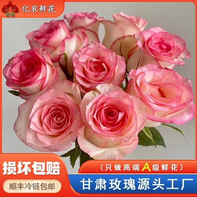 艾莎单头玫瑰鲜花基地直发适合客厅装饰冷链包邮
