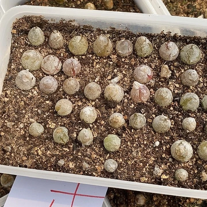 可***x1337灯泡补一盒一盒