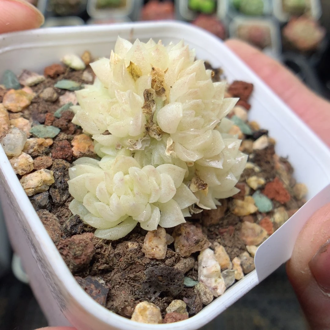 W25y y y y y y y y y